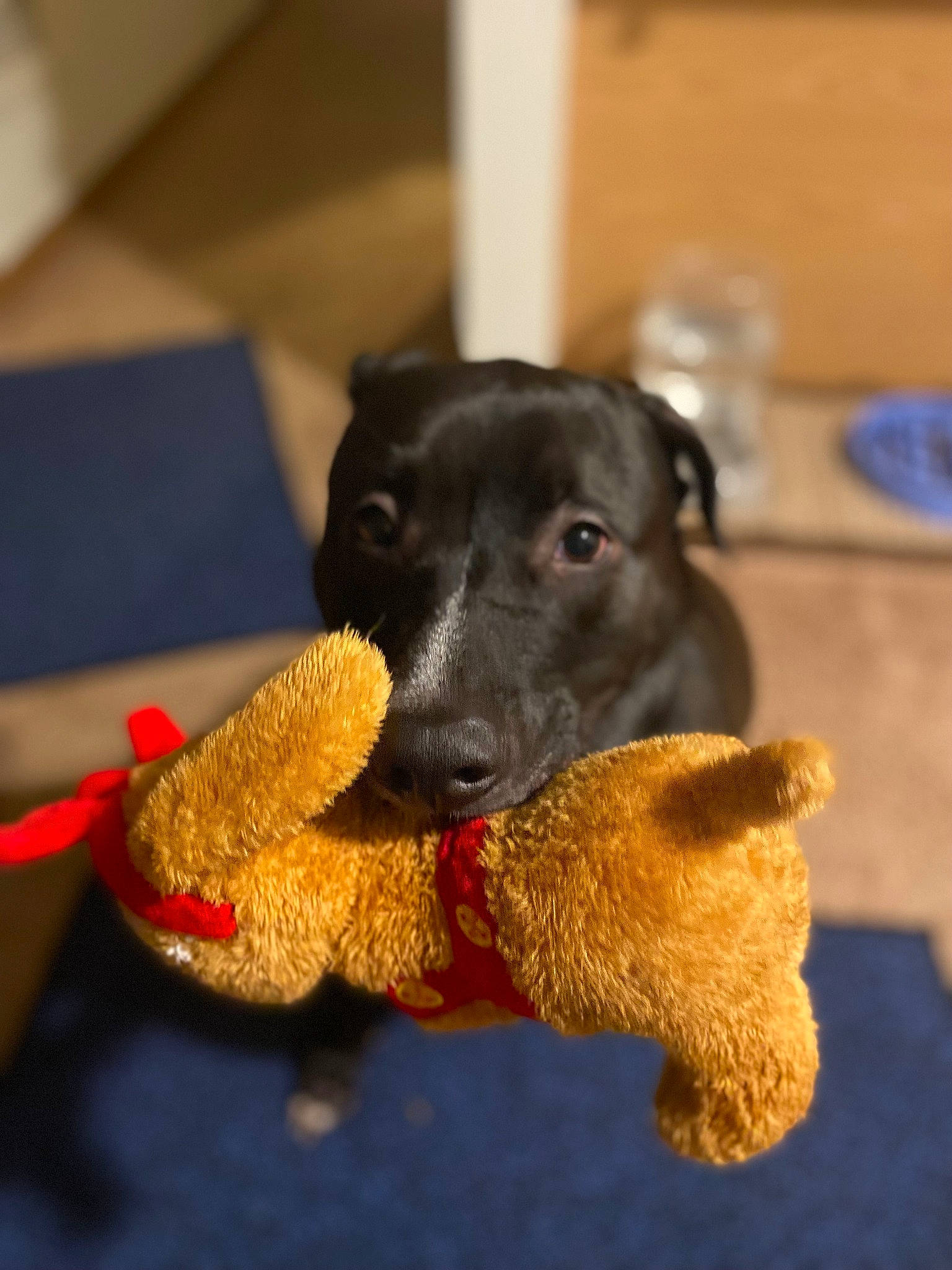 Ace is registered to the contest to win money with this photo: animal_feed, canidae, carnivore, claw, companion_dog, dog, dog_breed, dog_supply, dog_toy, fawn, fur, paw, pet_supply, snout, sporting_group, tail, toy, whiskers, wing, working_animal