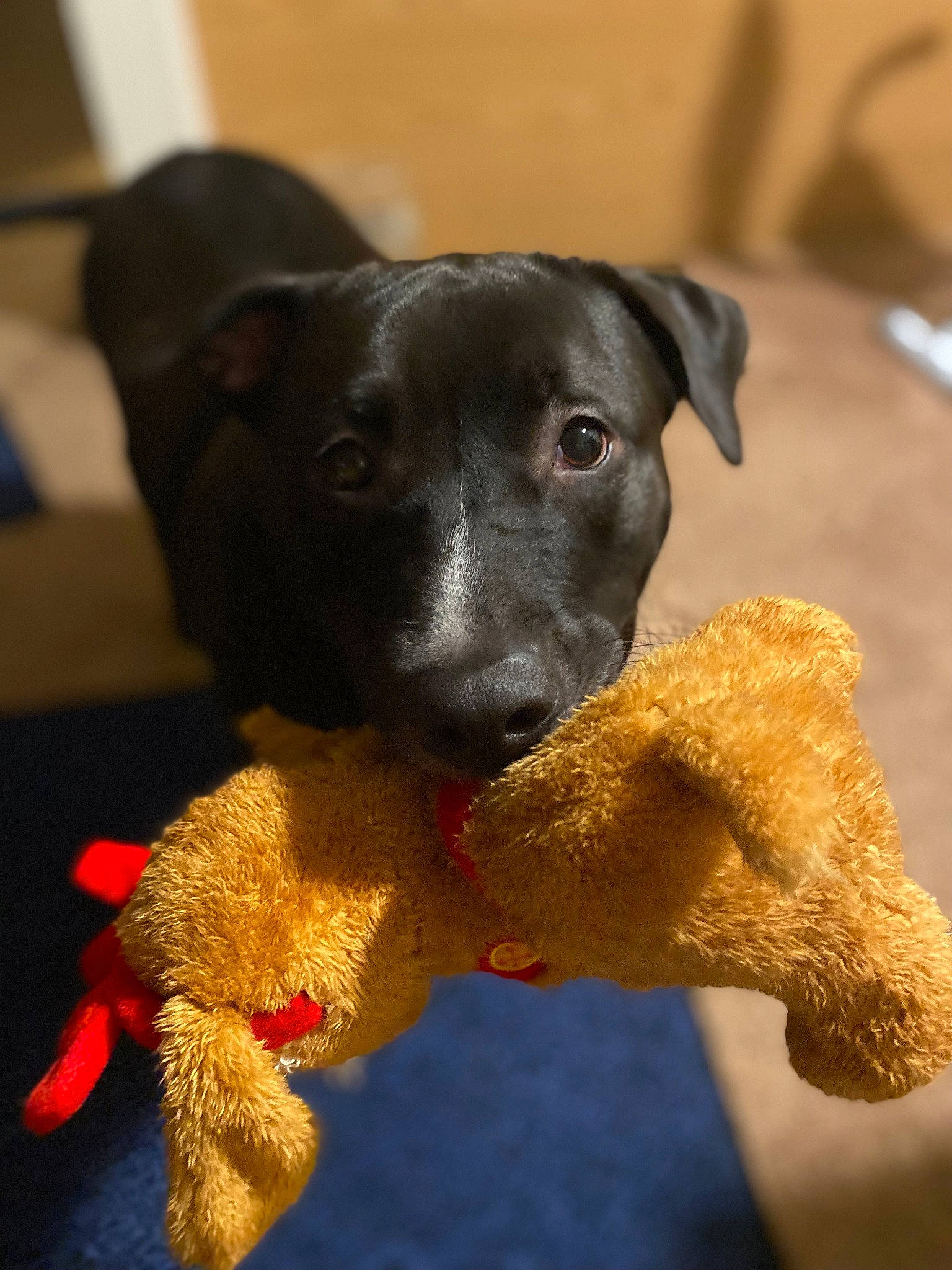 Ace is registered to the contest to win money with this photo: carnivore, collar, companion_dog, dog, dog_breed, dog_collar, dog_supply, dog_toy, fawn, guard_dog, paw, pet_supply, snout, sporting_group, tail, terrier, toy_dog, whiskers, working_animal, working_dog