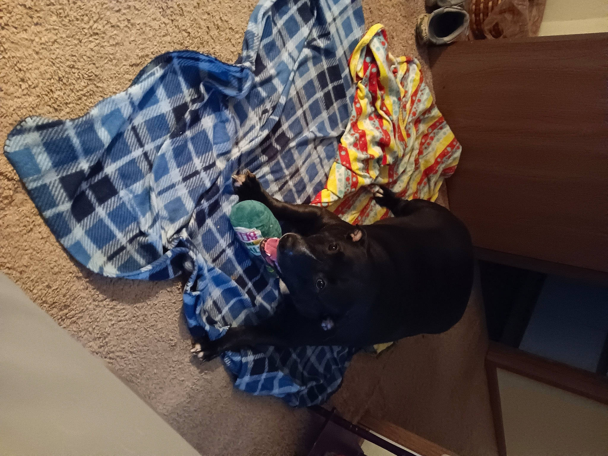 Ace joined the competition — help win amazing prizes! comfort, denim, floor, flooring, fun, human_leg, linens, pattern, plaid, room, shadow, sitting, sleeve, tartan, textile, wood