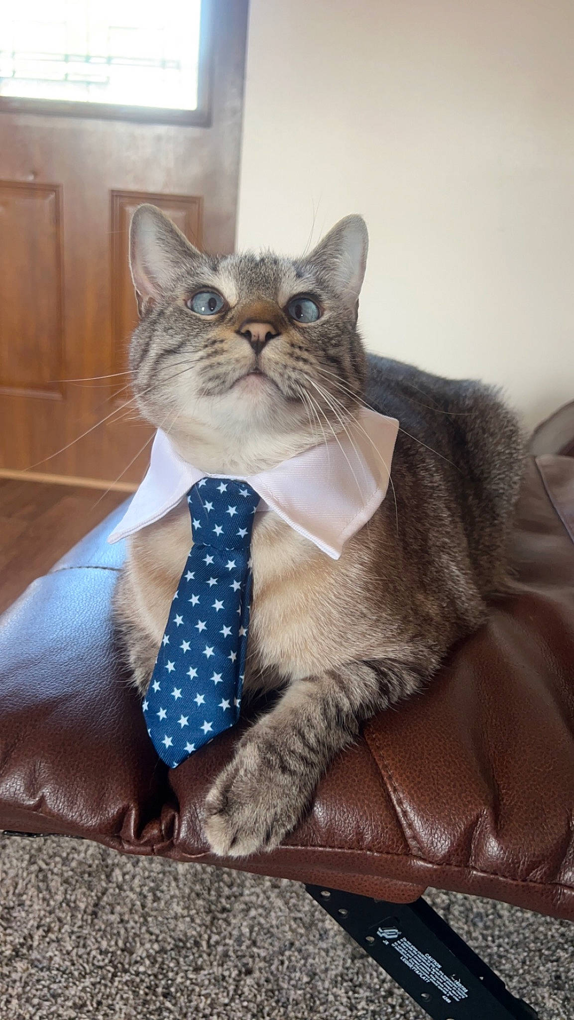 Wasbi joined the competition — help win amazing prizes! bow_tie, carnivore, cat, domestic_short_haired_cat, door, dress_shirt, electric_blue, fashion_accessory, fawn, felidae, formal_wear, fur, glasses, grey, moustache, pattern, small_to_medium_sized_cats, tie, whiskers, window