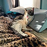 My Angel Tribe is registered to the contest to win money with this photo: cat, tabby, white_cat, pet, animal, feline, sleepy, grooming, paw, whiskers, ears, indoor, living_room, couch, blanket, pillow, sunlight, cozy, relaxed, portrait