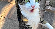 My Angel Tribe joined the competition — help win amazing prizes! cat, tuxedo_cat, animal, pet, outdoor, sidewalk, paving_stones, street, close_up, portrait, green_eyes, open_mouth, whiskers, ears, fur, black_and_white, standing, reaching, sunlight, flip_flop