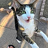 cat, tuxedo_cat, animal, pet, outdoor, sidewalk, paving_stones, street, close_up, portrait, green_eyes, open_mouth, whiskers, ears, fur, black_and_white, standing, reaching, sunlight, flip_flop