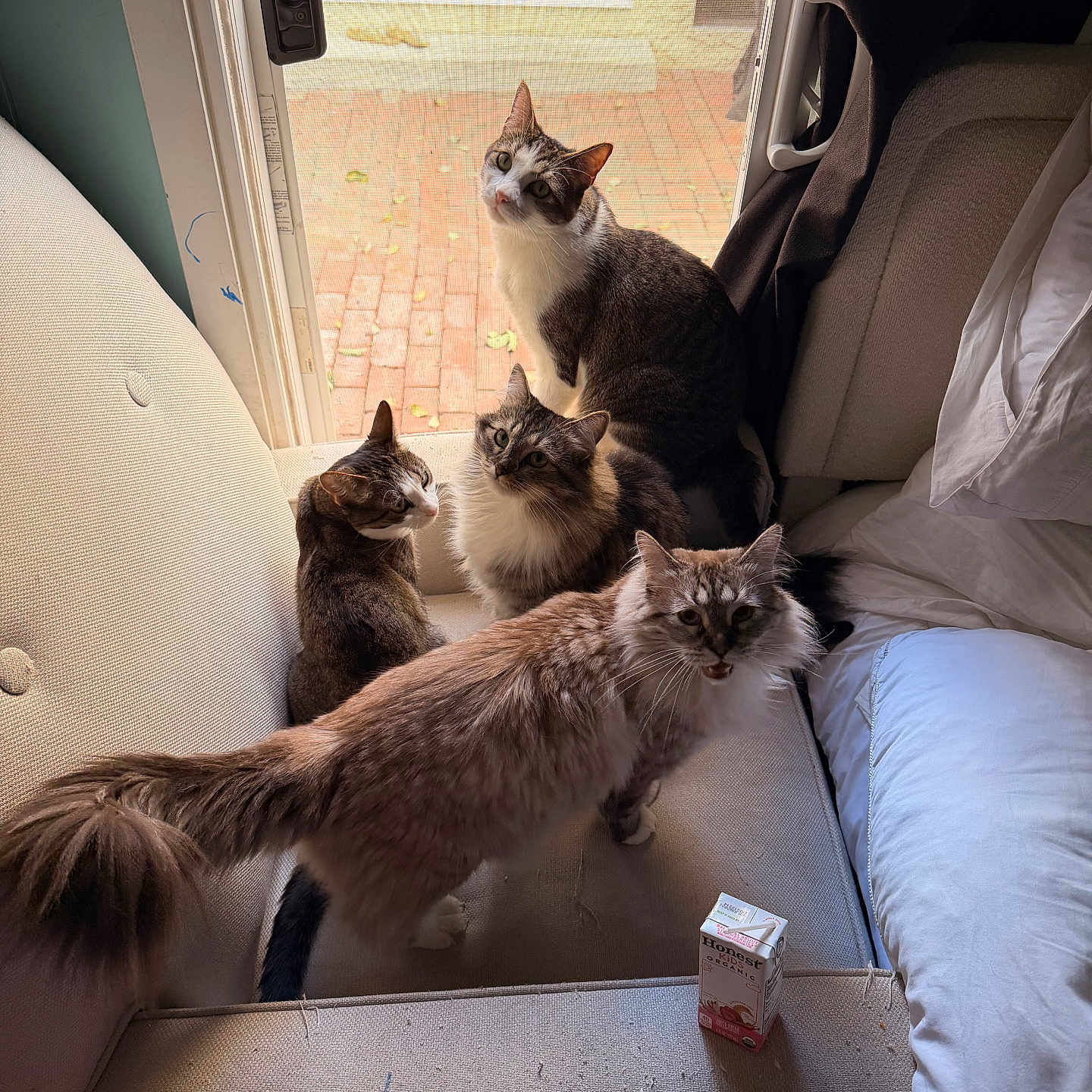 My Angel Tribe joined the competition — help win amazing prizes! cat, cats, feline, pets, four_cats, couch, indoors, living_room, window, door, outdoor, brick_patio, tabby, long_hair, fluffy, sitting, standing, looking_at_camera, whiskers, pet_photography