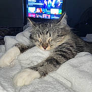 My Angel Tribe joined the competition — help win amazing prizes! cat, sleeping, gray_cat, white_paws, tabby, pet, animal, blanket, bed, indoors, cozy, relaxed, whiskers, closed_eyes, ears, fur, television, night, portrait, photograph