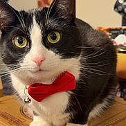 Malomar is registered to the contest to win money with this photo: animal, background_art, black_and_white, bow_tie, box, cardboard_box, cat, close_up, curious, cute, domestic_animal, feline, household, indoor, pet, pink_nose, portrait, sitting, tuxedo_cat, whiskers