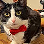 animal, background_art, black_and_white, bow_tie, box, cardboard_box, cat, close_up, curious, cute, domestic_animal, feline, household, indoor, pet, pink_nose, portrait, sitting, tuxedo_cat, whiskers
