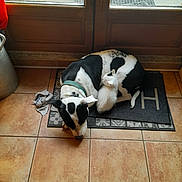 Tasha participe au concours pour gagner de l'argent avec cette photo : dog, kitten, black_and_white, mat, tiled_floor, wooden_door, indoor, pet, animal, snuggling, sleeping, cozy, floor, collar, quiet, small_cat, resting, companion, peaceful, home