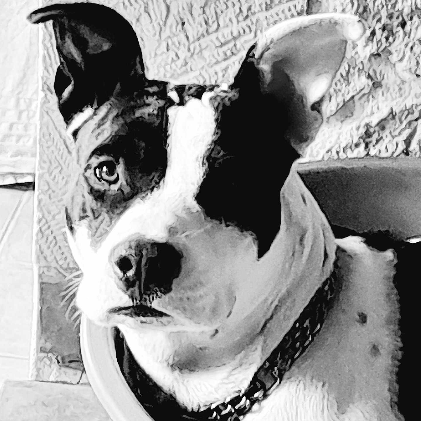 Tasha participe au concours pour gagner de l'argent avec cette photo : animal, black_and_white, canine, chain, close_up, collar, dog, domestic_animal, ears, face, fur, indoor, looking, monochrome, pet, portrait, sitting, snout, texture, wall