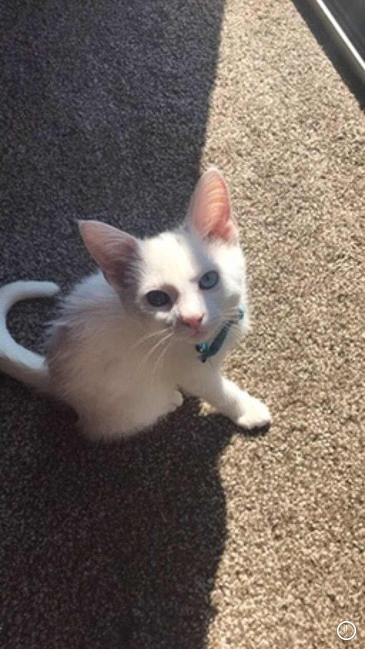 Luna joined the competition — help win amazing prizes! aegean_cat, american_wirehair, carnivore, cat, colorpoint_shorthair, domestic_short_haired_cat, ear, eye, fawn, felidae, german_rex, kitten, mammal, ojos_azules, polydactyl_cat, small_to_medium_sized_cats, snout, tail, vertebrate, whiskers