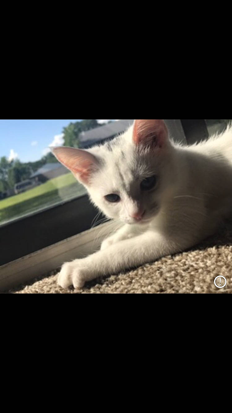 Luna is registered to the contest to win money with this photo: aegean_cat, asian, carnivore, cat, cloud, domestic_short_haired_cat, ear, eye, felidae, fur, kitten, nose, photo_caption, photography, polydactyl_cat, sky, small_to_medium_sized_cats, snapshot, snout, whiskers