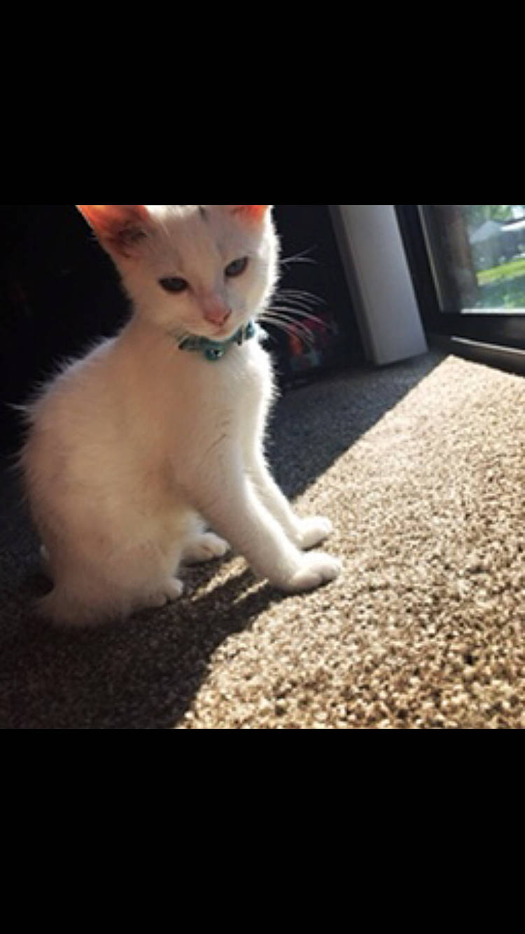 Luna joined the competition — help win amazing prizes! aegean_cat, carnivore, cat, colorpoint_shorthair, eye, felidae, fur, kitten, leg, mammal, nose, paw, photography, polydactyl_cat, small_to_medium_sized_cats, snapshot, tail, turkish_angora, turkish_van, whiskers