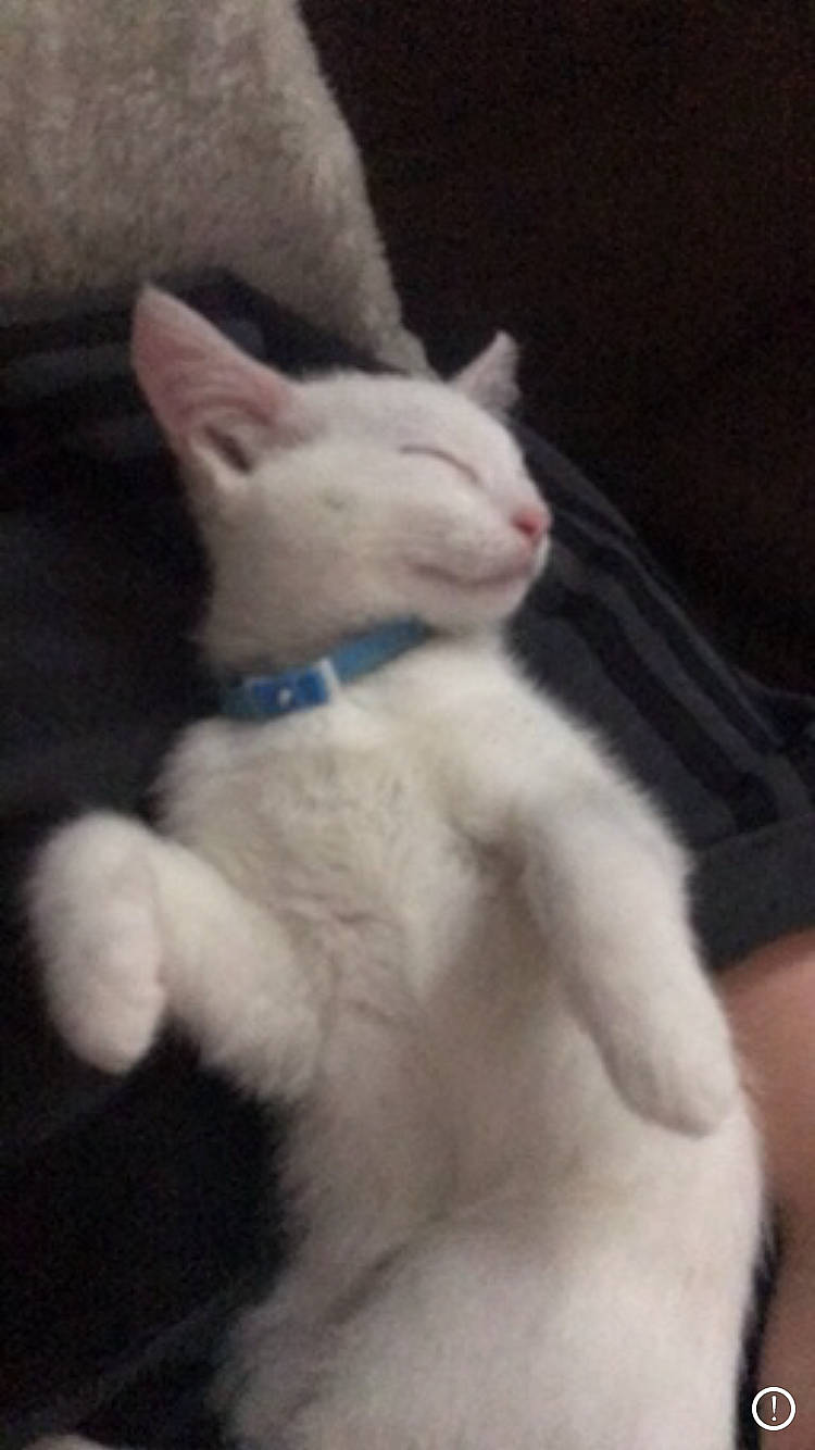 Luna joined the competition — help win amazing prizes! carnivore, cat, colorpoint_shorthair, ear, fawn, felidae, khao_manee, kitten, mammal, polydactyl_cat, small_to_medium_sized_cats, tail, turkish_angora, turkish_van, whiskers