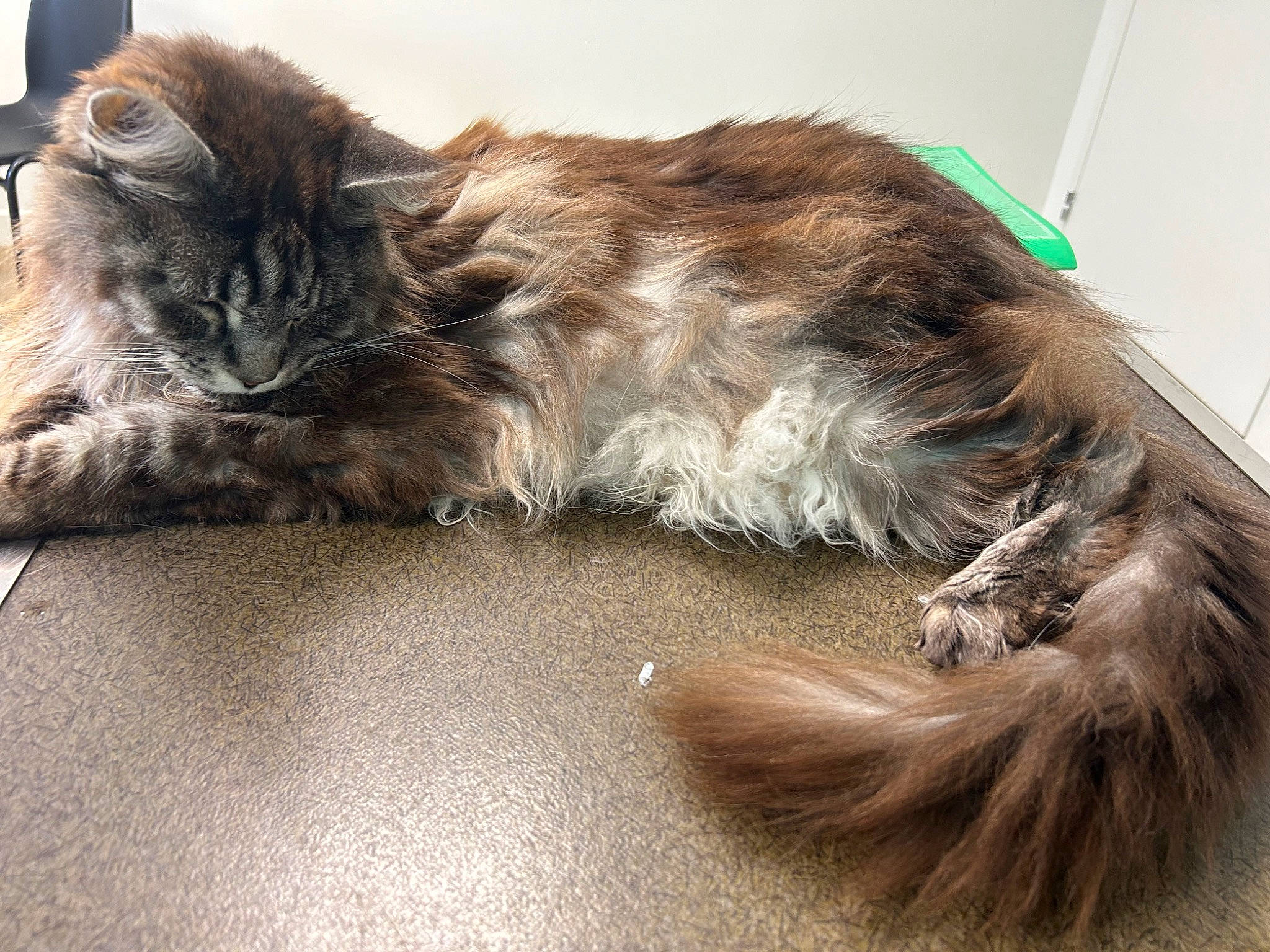 Little a rejoint le concours — aidez-le/la à gagner de superbes lots ! british_longhair, carnivore, cat, claw, comfort, companion_dog, domestic_short_haired_cat, fawn, felidae, fur, lap, liver, maine_coon, metal, paw, sitting, small_to_medium_sized_cats, snout, tail, whiskers