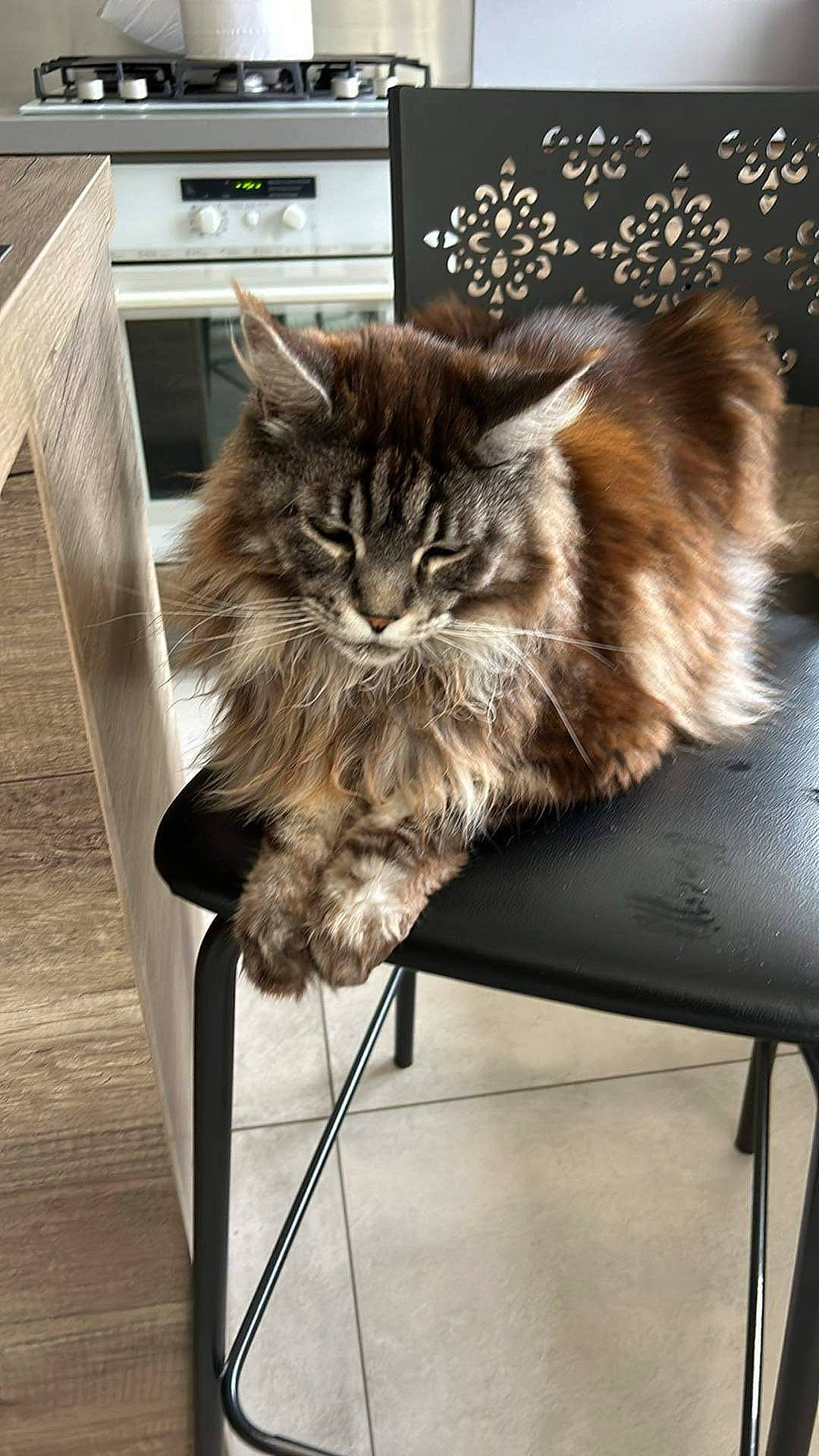 Little a rejoint le concours — aidez-le/la à gagner de superbes lots ! carnivore, cat, claw, comfort, domestic_short_haired_cat, fawn, felidae, flooring, flowerpot, fur, hardwood, maine_coon, paw, room, small_to_medium_sized_cats, snout, tail, terrestrial_animal, whiskers, wood
