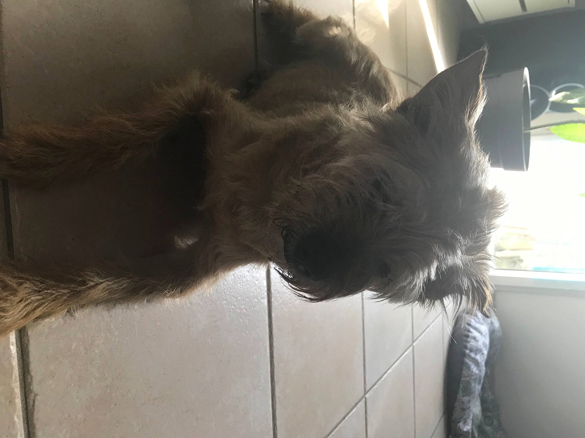 Gadjo participe au concours pour gagner de l'argent avec cette photo : canidae, carnivore, dog_breed, ear, miniature_schnauzer, schnauzer, sporting_group, tail