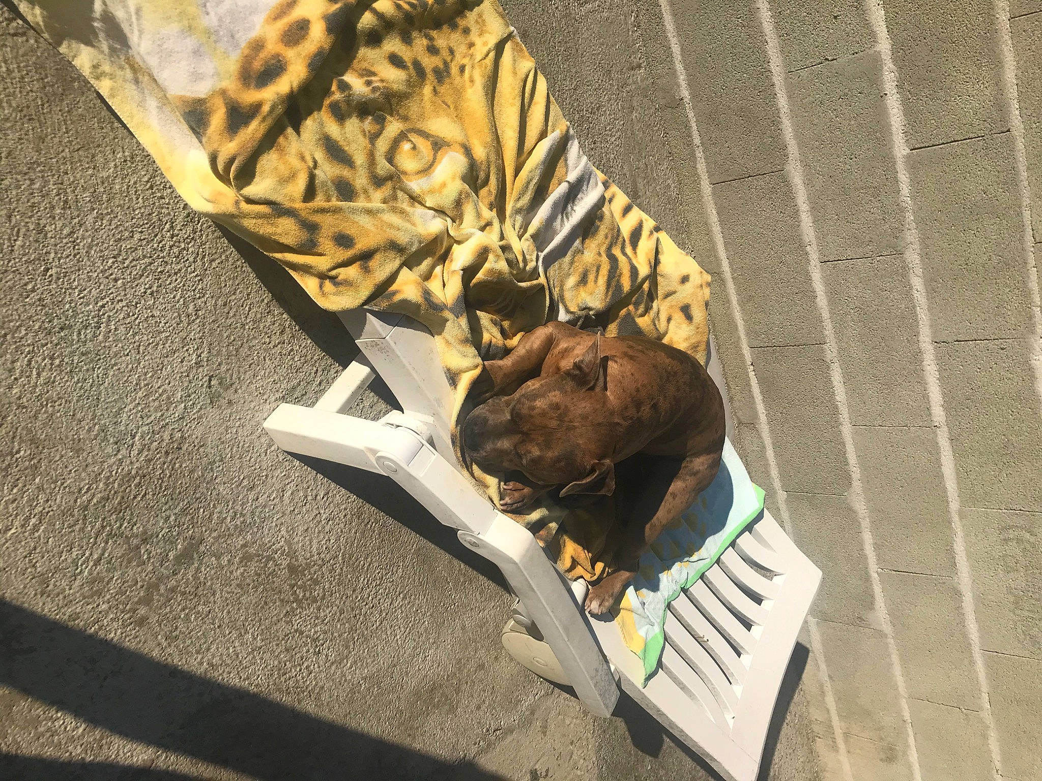 Saïko a rejoint le concours — aidez-le/la à gagner de superbes lots ! fawn, felidae, snout, wildlife