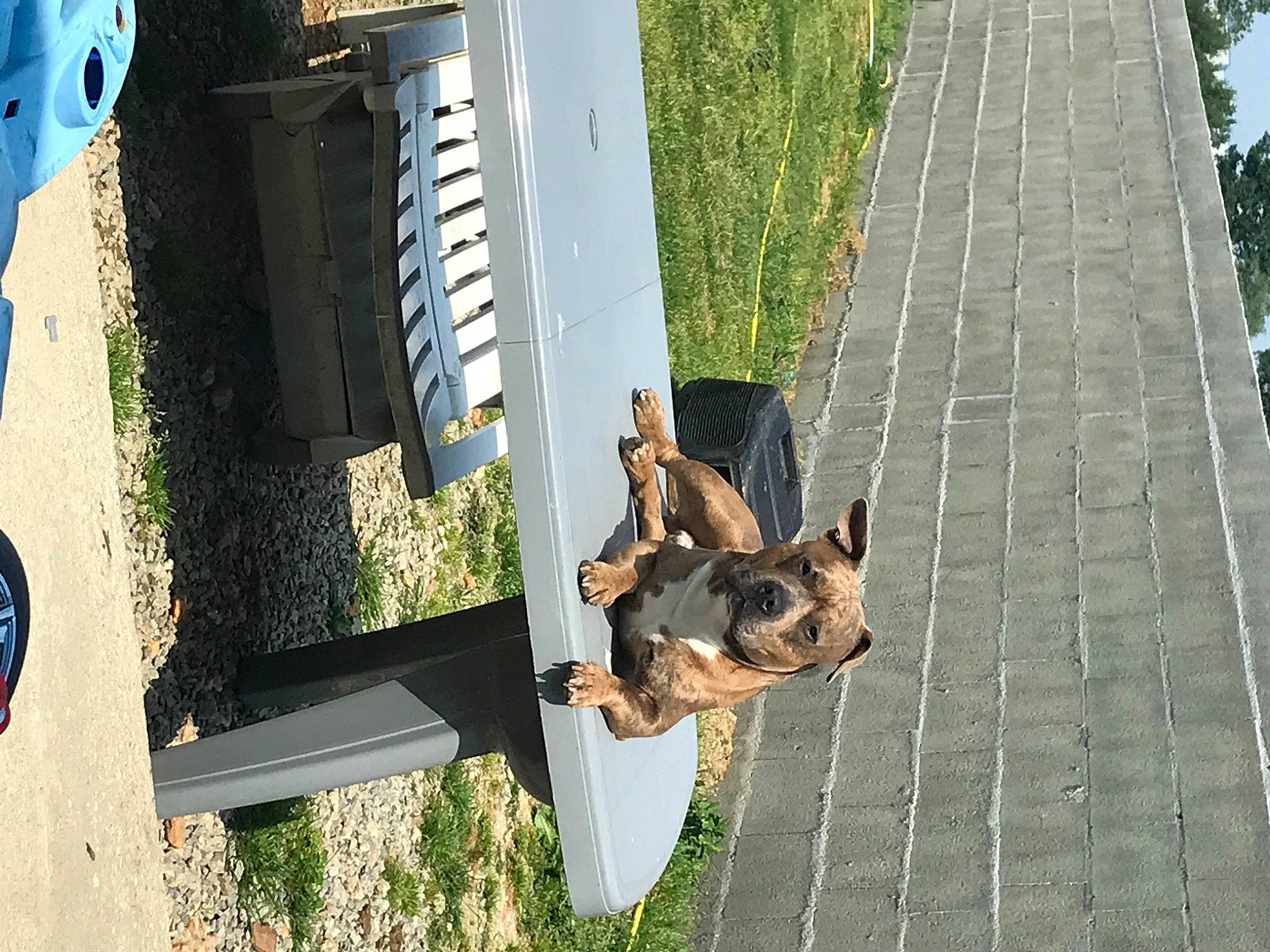 Saïko participe au concours pour gagner de l'argent avec cette photo : canidae, carnivore, dog, dog_breed, fawn, guard_dog