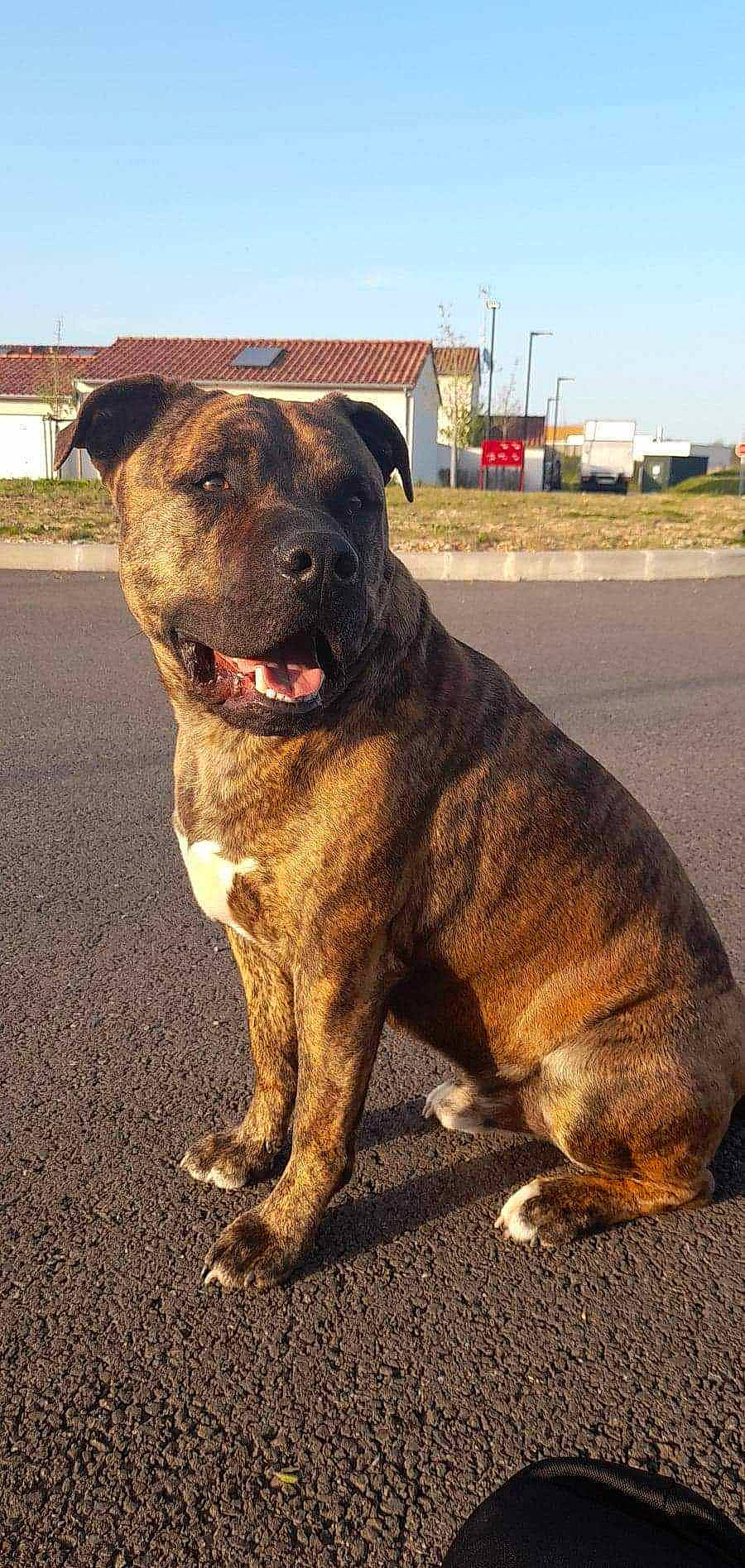 Narcos a rejoint le concours — aidez-le/la à gagner de superbes lots ! asphalt, canidae, carnivore, collar, companion_dog, dog, dog_breed, dog_collar, fawn, guard_dog, liver, molosser, plant, road_surface, sky, snout, sporting_group, tail, terrestrial_animal, working_animal