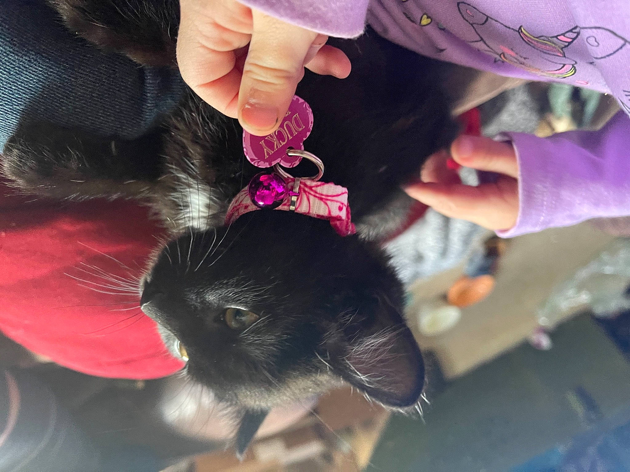 Ducky joined the competition — help win amazing prizes! companion_dog, dog_breed, fashion_accessory, felidae, finger, foot, fur, gesture, hair, hand, human_leg, magenta, nail, pink, small_to_medium_sized_cats, tail, thumb, tree, whiskers, wrist