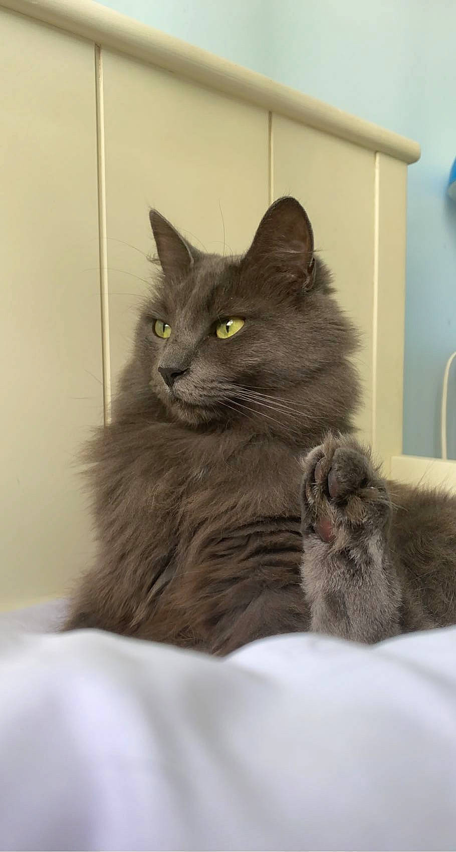 Mystic a rejoint le concours — aidez-le/la à gagner de superbes lots ! black_cat, british_longhair, carnivore, cat, claw, comfort, domestic_short_haired_cat, felidae, fur, grey, paw, small_to_medium_sized_cats, snout, tail, terrestrial_animal, whiskers