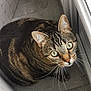Kiki a rejoint le concours — aidez-le/la à gagner de superbes lots ! cat, tabby, green_eyes, whiskers, striped_fur, pet, indoor, window, floor, curious, looking_up, close_up, feline, animal, domestic_cat, ears, nose, fur, texture, corner