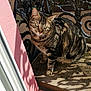 Kiki a rejoint le concours — aidez-le/la à gagner de superbes lots ! cat, tabby_cat, animal, pet, feline, sunlight, shadow, wood, railing, ironwork, pink_wall, outdoor, daylight, curious, sitting, fur, striped, closeup, nature, portrait
