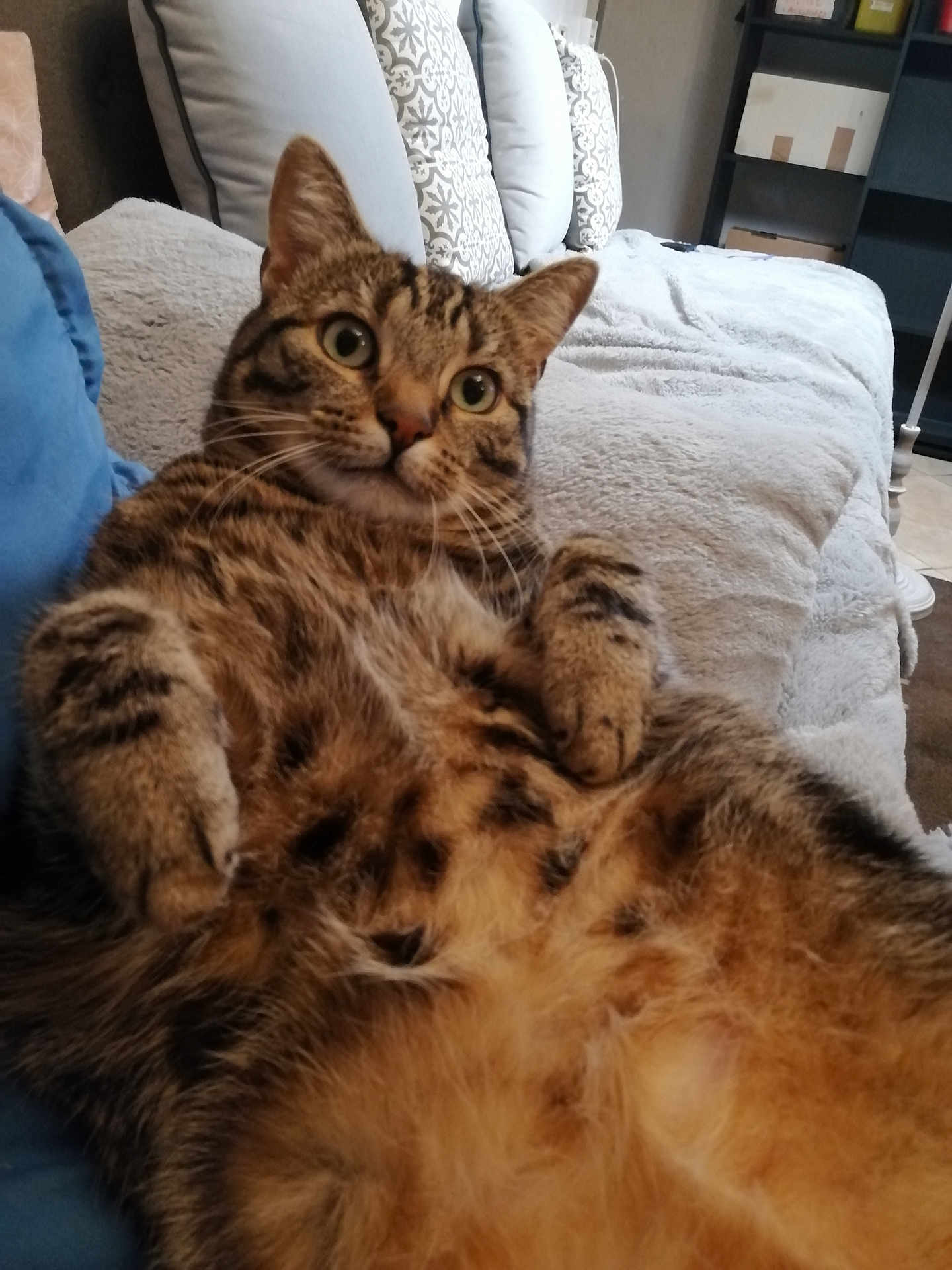 Kiki a rejoint le concours — aidez-le/la à gagner de superbes lots ! cat, tabby, feline, pet, indoor, couch, pillow, fur, whiskers, relaxed, home, living_room, cozy, patterned_pillow, seated, close_up, animal, cute, domestic, resting