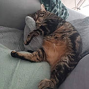 Kiki participe au concours pour gagner de l'argent avec cette photo : cat, tabby, sleeping, couch, pillow, blanket, furniture, cozy, indoor, relaxed, pet, animal, fur, resting, cute, domestic_cat, home, soft, comfort, nap