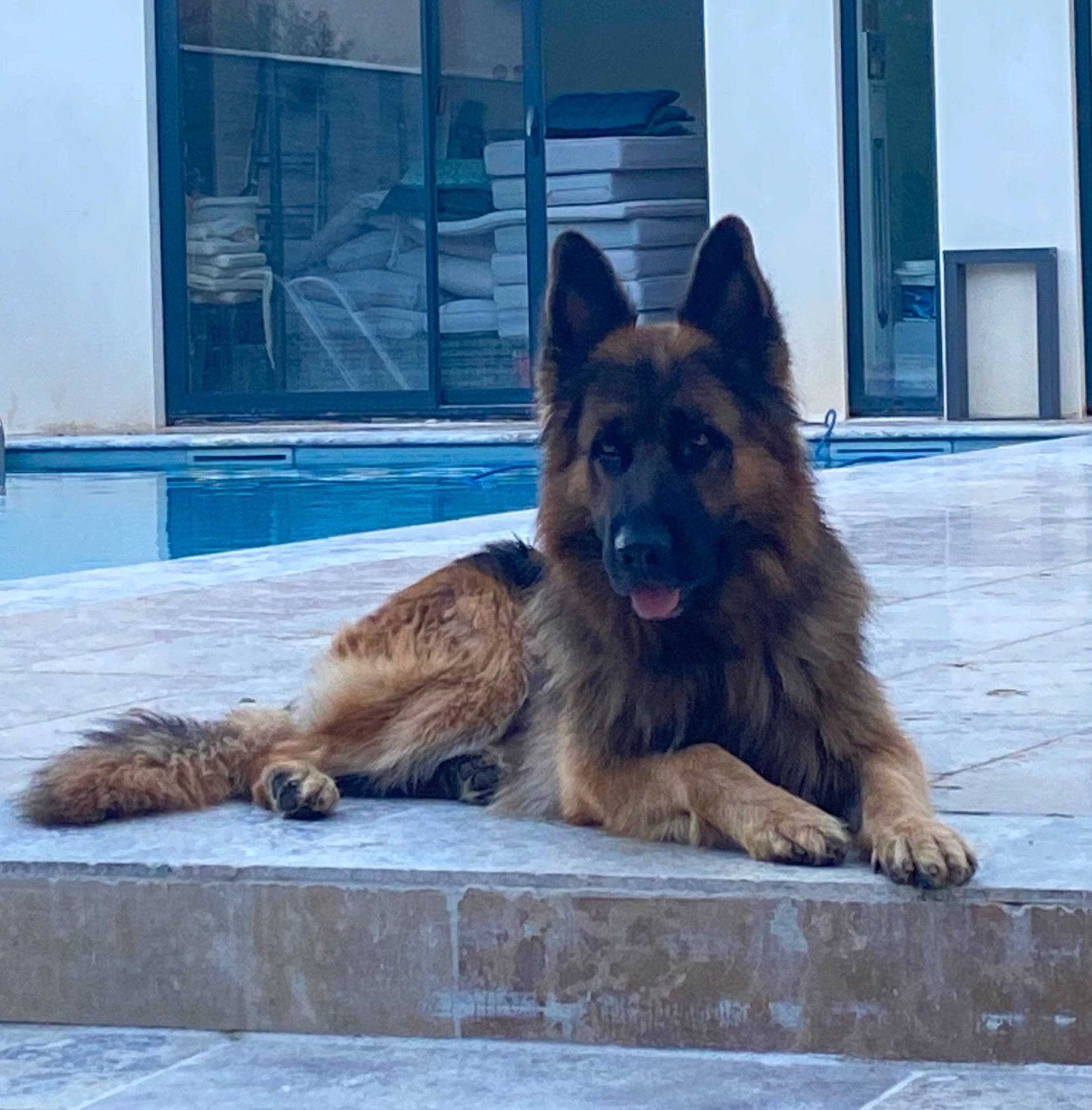 Zak a rejoint le concours — aidez-le/la à gagner de superbes lots ! belgian_shepherd_malinois, canidae, canis, carnivore, companion_dog, dog, dog_breed, east_european_shepherd, fawn, german_shepherd_dog, giant_dog_breed, herding_dog, king_shepherd, old_german_shepherd_dog, snout, sporting_group, water, window, working_animal, working_dog