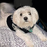Marley is registered to the contest to win money with this photo: dog, white_dog, pet, bed, blanket, patterned_blanket, fur, collar, tag, indoor, resting, animal, canine, cute, small_dog, black_vest, paw, tail, looking, lying_down