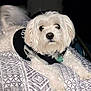 dog, white_dog, pet, bed, blanket, patterned_blanket, fur, collar, tag, indoor, resting, animal, canine, cute, small_dog, black_vest, paw, tail, looking, lying_down