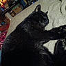 black_cat, sleeping, blanket, indoor, cozy, pet, fur, animal, relaxing, cluttered_room, box, plant, lamp, carpet, furniture, home, nap, dark_fur, resting, candid