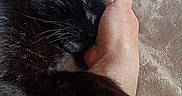 Haribo participe au concours pour gagner de l'argent avec cette photo : black_cat, cat, paw, hand, human_skin, feline, pet, snuggling, cozy, comfort, relaxation, fur, whiskers, claws, cute, indoor, resting, soft_texture, affection, animal