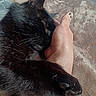 black_cat, cat, paw, hand, human_skin, feline, pet, snuggling, cozy, comfort, relaxation, fur, whiskers, claws, cute, indoor, resting, soft_texture, affection, animal