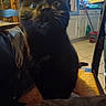 cat, black_cat, blur, indoor, chair, woven_chair, kitchen, floor_tile, cabinet, mop, household_items, pet, furniture, domestic, animal, shadow, low_light, close_up, blurred_face, background