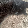 black_cat, cat, sleeping, furry, pet, animal, close_up, cozy, blanket, texture, resting, whiskers, fur, soft, domestic_cat, cute, relaxed, indoors, nap, peaceful