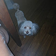 Coco joined the competition — help win amazing prizes! animal, brown_floor, candid, chair_leg, companion, cute, dog, domestic, ears, flash, fur, glowing_eyes, human_leg, indoor, looking_up, pet, poodle, small_dog, tail, wooden_floor