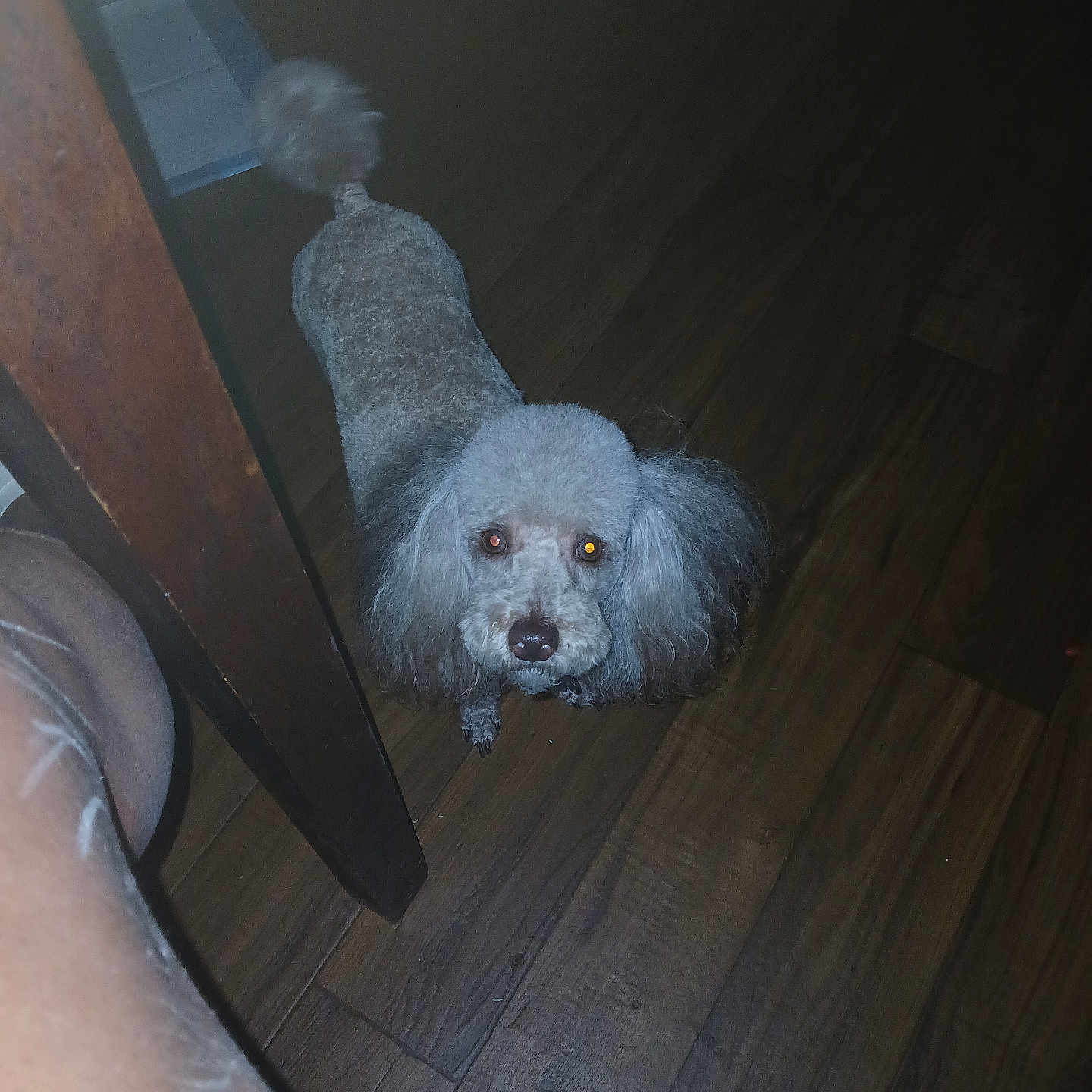 Coco joined the competition — help win amazing prizes! animal, brown_floor, candid, chair_leg, companion, cute, dog, domestic, ears, flash, fur, glowing_eyes, human_leg, indoor, looking_up, pet, poodle, small_dog, tail, wooden_floor