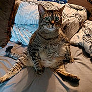 Baby Girl is registered to the contest to win money with this photo: cat, tabby_cat, pet, indoor, bed, blanket, pillow, furniture, lamp, home, animal, cute, sitting, legs, fur, whiskers, eyes, striped, domestic, relaxed