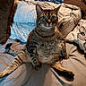 cat, tabby_cat, pet, indoor, bed, blanket, pillow, furniture, lamp, home, animal, cute, sitting, legs, fur, whiskers, eyes, striped, domestic, relaxed