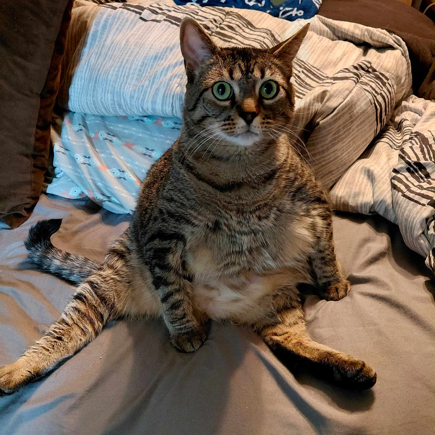 Baby Girl is registered to the contest to win money with this photo: cat, tabby_cat, pet, indoor, bed, blanket, pillow, furniture, lamp, home, animal, cute, sitting, legs, fur, whiskers, eyes, striped, domestic, relaxed