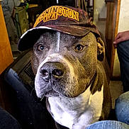 Tank joined the competition — help win amazing prizes! dog, cap, indoor, brown, white, face, pet, animal, canine, jeans, person, furniture, room, hat, closeup, portrait, domestic, cute, looking, casual