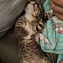 kitten, sleeping, tabby, paw, fur, blanket, human_hand, cozy, cute, nap, indoor, resting, soft, striped, animal, pet, young, feline, closeup, comfort