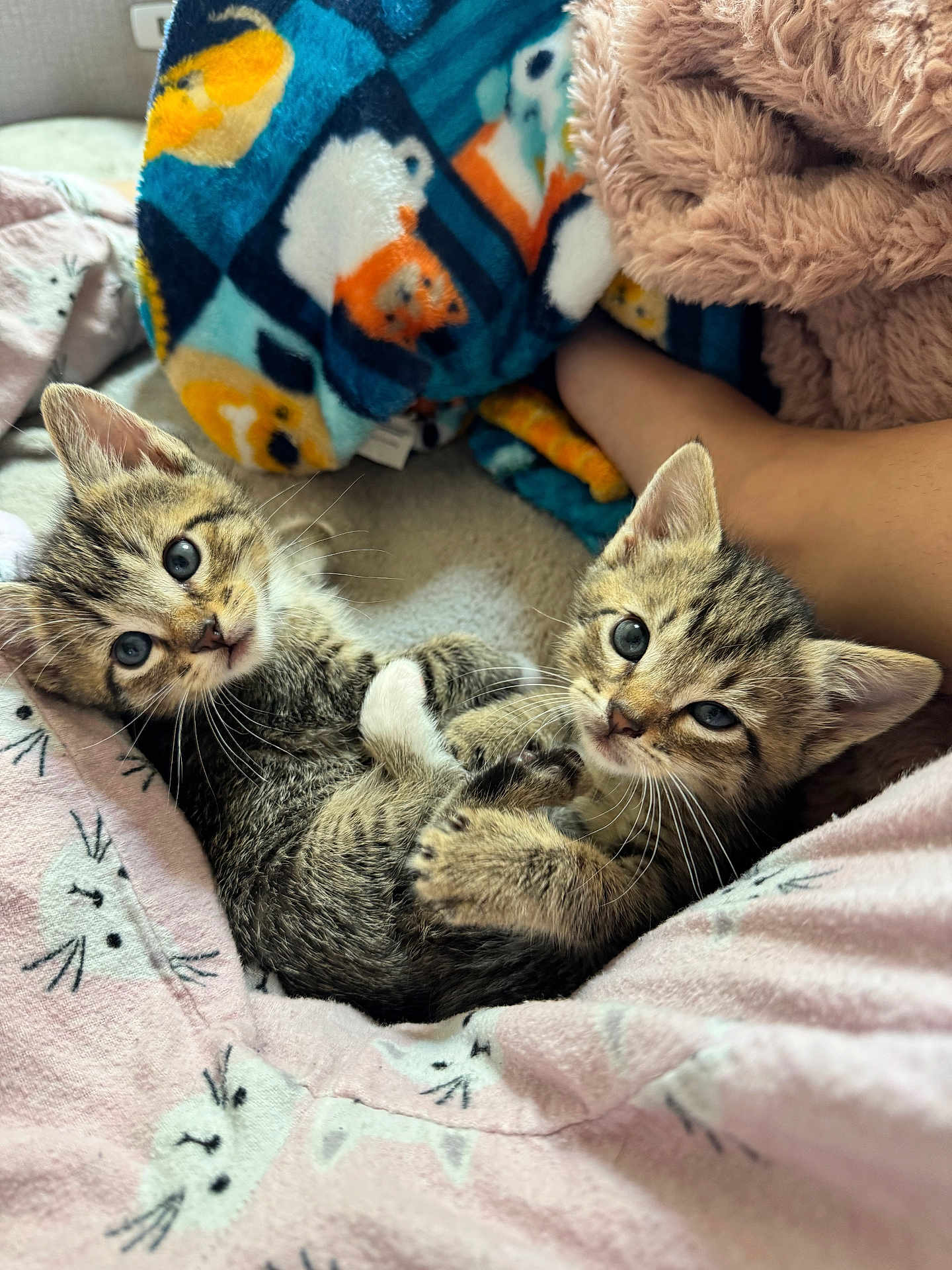 Miso And Simba