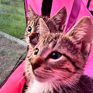 Miso And Simba joined the competition — help win amazing prizes! kitten, cat, tabby, pet, animal, cute, curious, feline, indoor, pink, fabric, mesh, closeup, whiskers, ears, fur, young, companions, soft, cozy