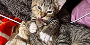 Miso And Simba joined the competition — help win amazing prizes! kitten, cat, tabby, sleeping, grooming, bed, blanket, cozy, fur, paw, tongue, cute, pet, animal, resting, indoor, feline, snuggling, soft, black_cat