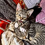 kitten, cat, tabby, sleeping, grooming, bed, blanket, cozy, fur, paw, tongue, cute, pet, animal, resting, indoor, feline, snuggling, soft, black_cat