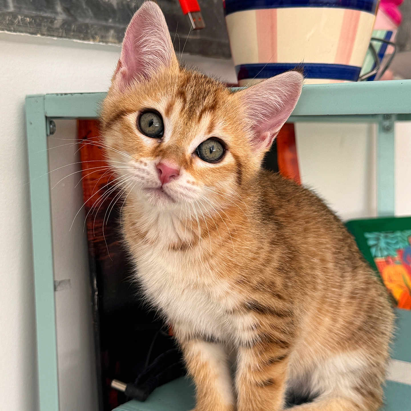 Mira participe au concours pour gagner de l'argent avec cette photo : abyssinian, animal, beverage, cat, coffee, coffeecup, cookware, cup, hardwood, kitten, manx, pet, plywood, pot, saucer, shelf, siamese, wood