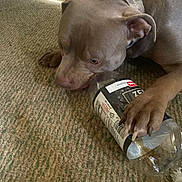 Duce is registered to the contest to win money with this photo: animal, bottle, brown_dog, canine, carpet, close_up, collar, curious, dog, domestic, floor, home, indoor, lying_down, paw, pet, plastic_bottle, playful, sniffing, texture